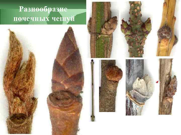 Разнообразие почечных чешуй 