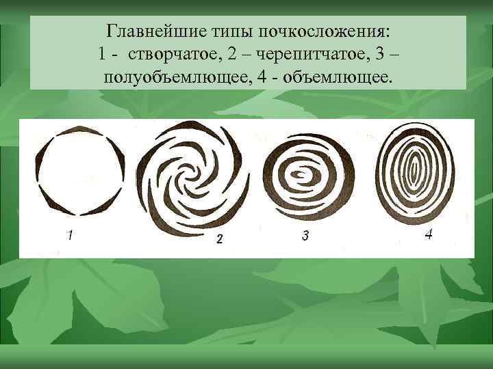 Главнейшие типы почкосложения: 1 - створчатое, 2 – черепитчатое, 3 – полуобъемлющее, 4 -