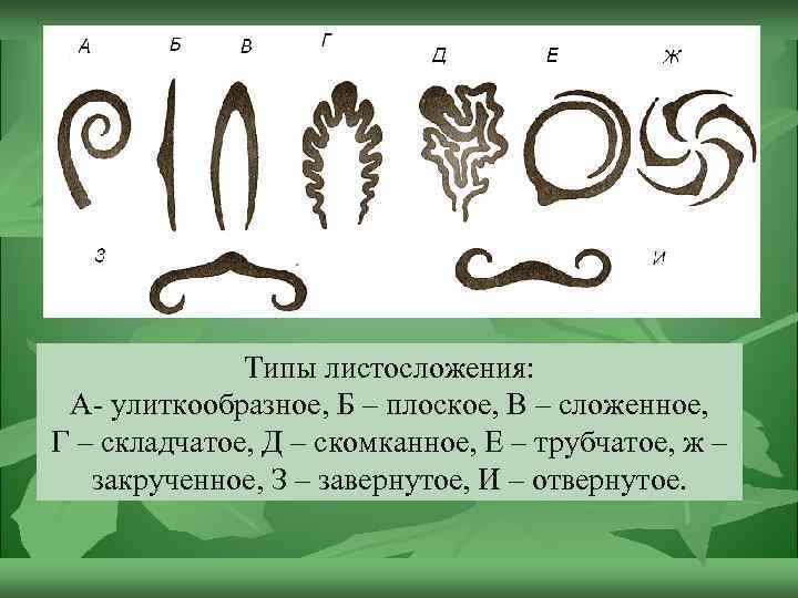 Типы листосложения: А- улиткообразное, Б – плоское, В – сложенное, Г – складчатое, Д