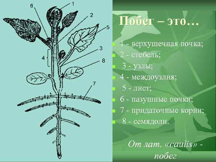 Побег – это… n n n n 1 - верхушечная почка; 2 - стебель;