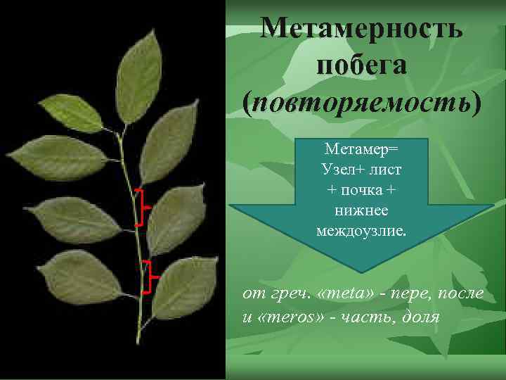 Метамерность побега (повторяемость) Метамер= Узел+ лист + почка + нижнее междоузлие. от греч. «meta»