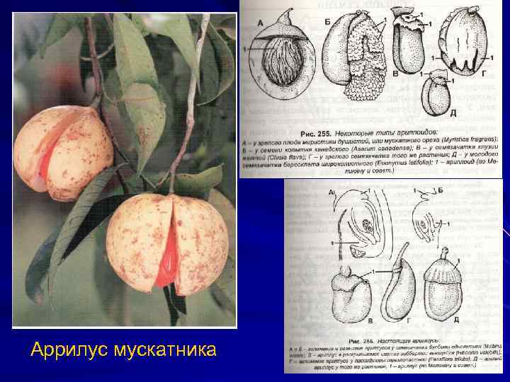 Аррилус мускатника 