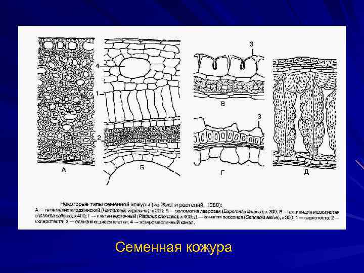 Семенная кожура 