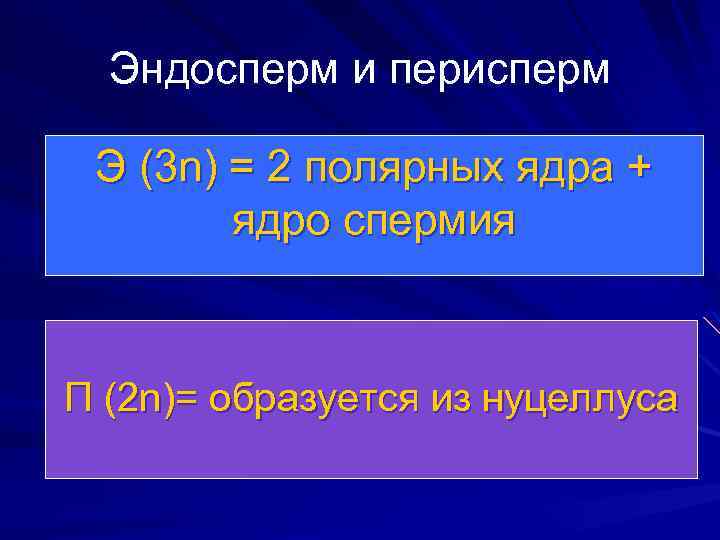 Эндосперм и перисперм Э (3 n) = 2 полярных ядра + ядро спермия П