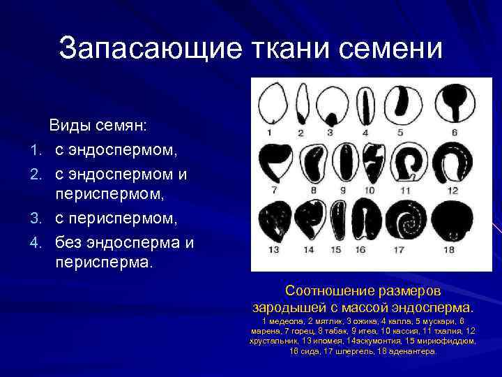 Запасающие ткани семени 1. 2. 3. 4. Виды семян: с эндоспермом, с эндоспермом и