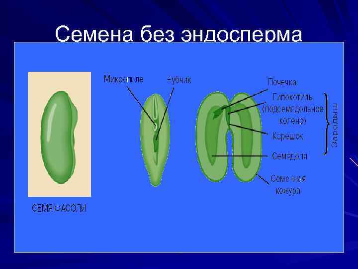 Семена без эндосперма 