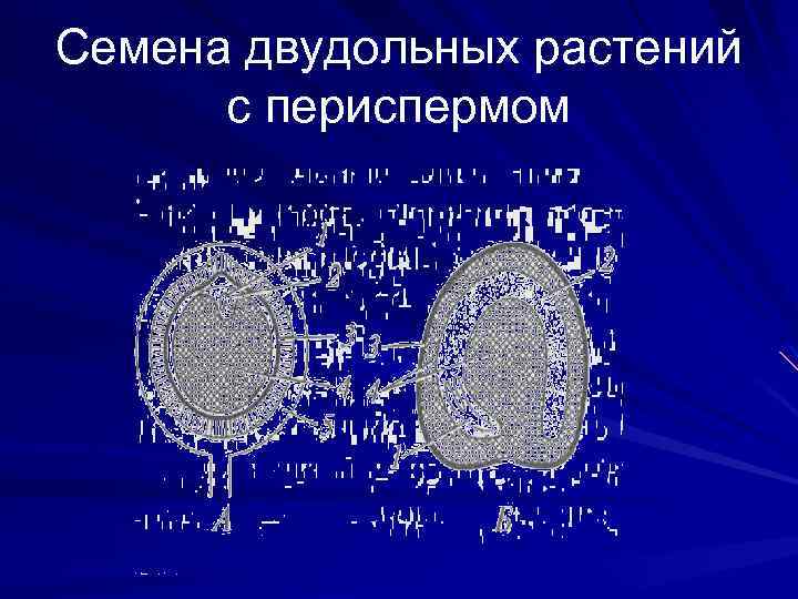 Семена двудольных растений с периспермом 