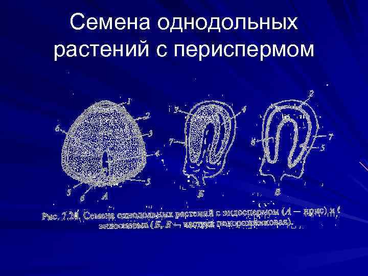 Семена однодольных растений с периспермом 