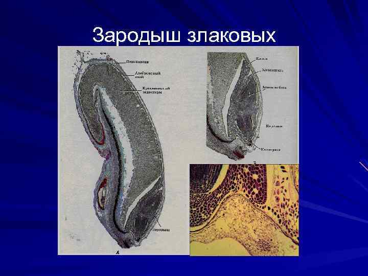 Зародыш злаковых 