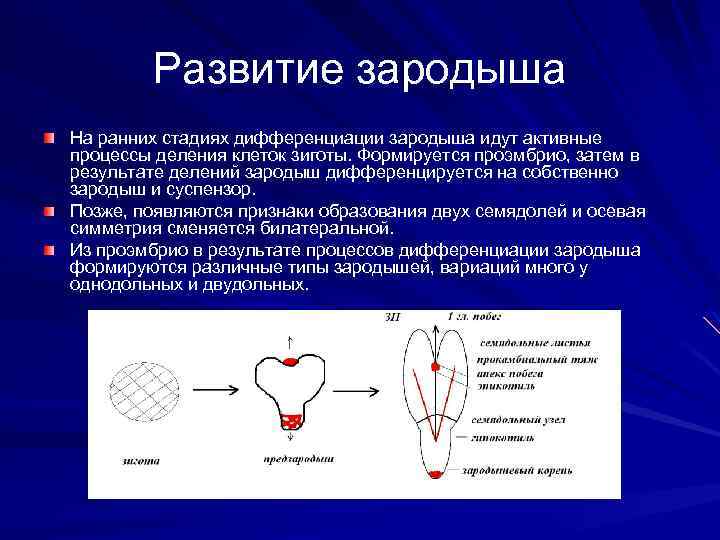 Развитие зародыша На ранних стадиях дифференциации зародыша идут активные процессы деления клеток зиготы. Формируется