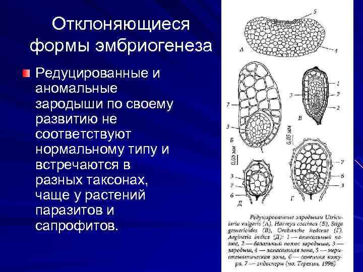 Отклоняющиеся формы эмбриогенеза Редуцированные и аномальные зародыши по своему развитию не соответствуют нормальному типу