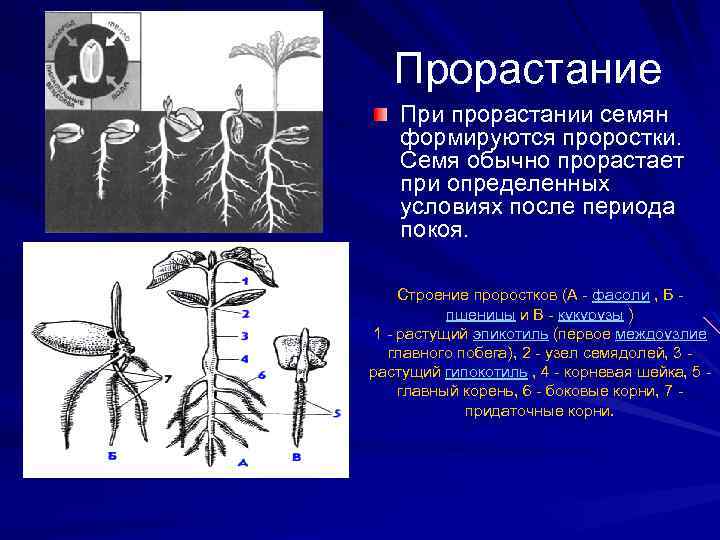 Прорастание При прорастании семян формируются проростки. Семя обычно прорастает при определенных условиях после периода