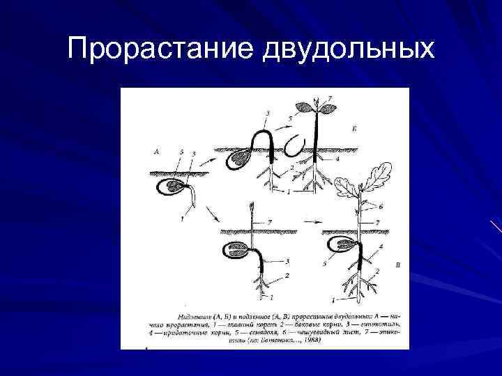 Прорастание двудольных 