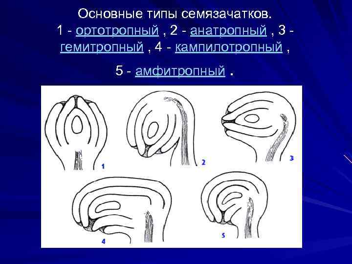 Основные типы семязачатков. 1 - ортотропный , 2 - анатропный , 3 гемитропный ,