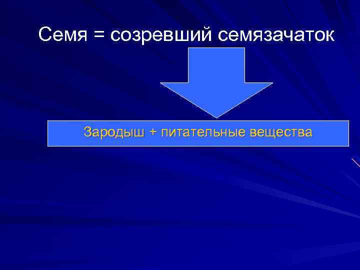 Семя = созревший семязачаток Зародыш + питательные вещества 