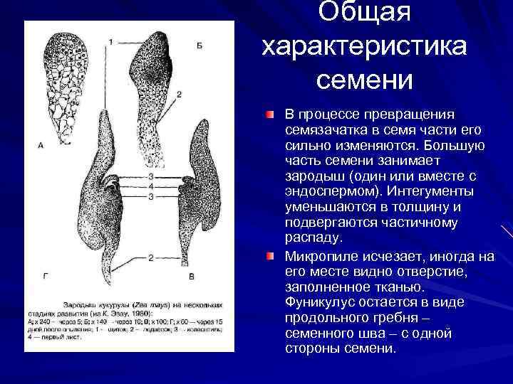 Общая характеристика семени В процессе превращения семязачатка в семя части его сильно изменяются. Большую