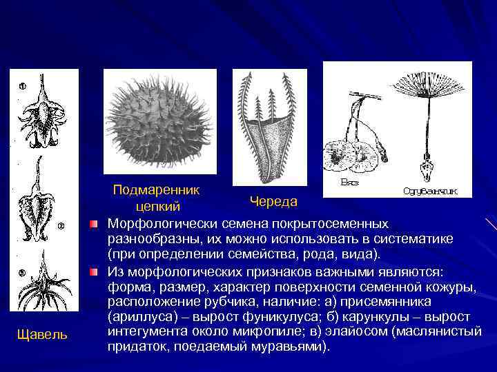 Щавель Подмаренник Череда цепкий Морфологически семена покрытосеменных разнообразны, их можно использовать в систематике (при