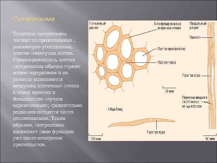 Склеренхима Типичная склеренхима состоит из прозенхимных , равномерно утолщенных, плотно сомкнутых клеток. Сформировавшись, клетки