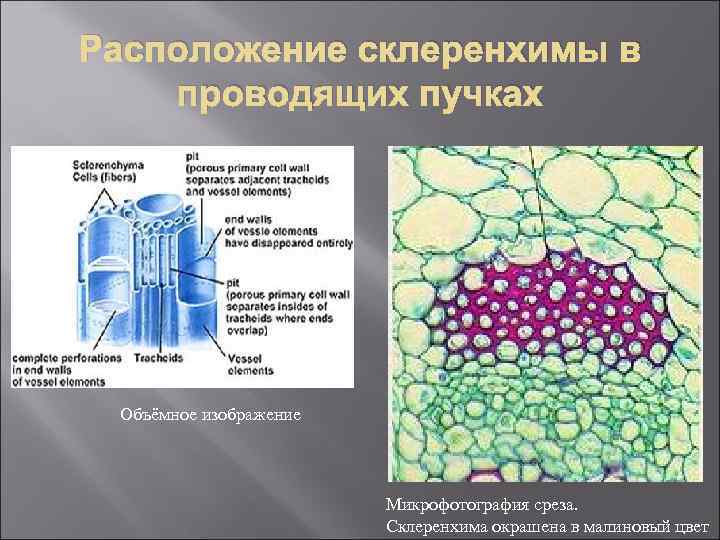 Расположение склеренхимы в проводящих пучках Объёмное изображение Микрофотография среза. Склеренхима окрашена в малиновый цвет