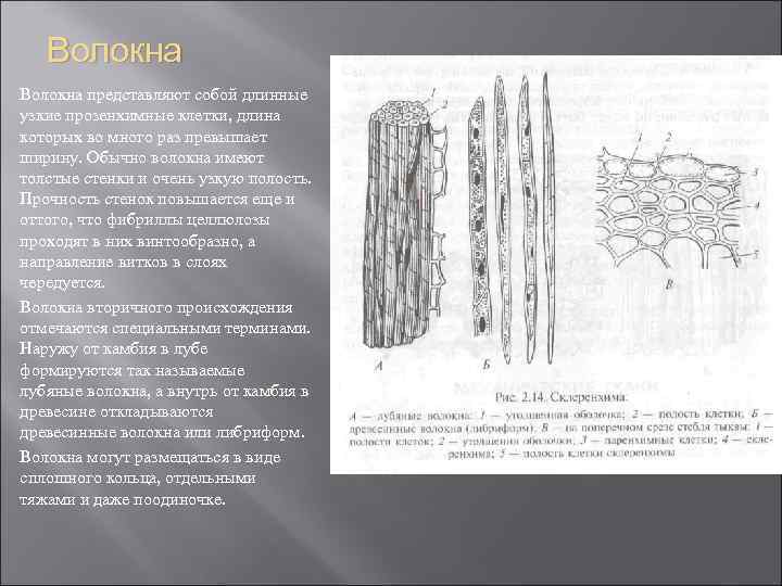 Волокна представляют собой длинные узкие прозенхимные клетки, длина которых во много раз превышает ширину.