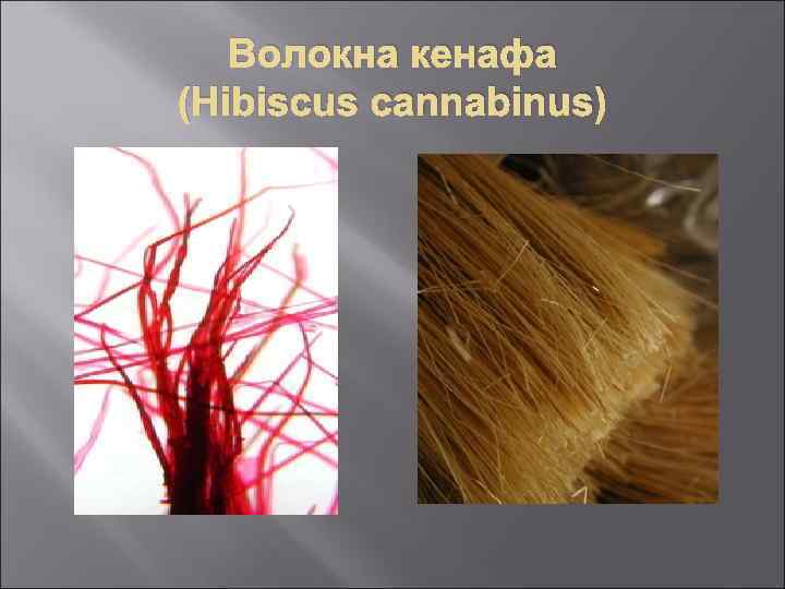 Волокна кенафа (Hibiscus cannabinus) 