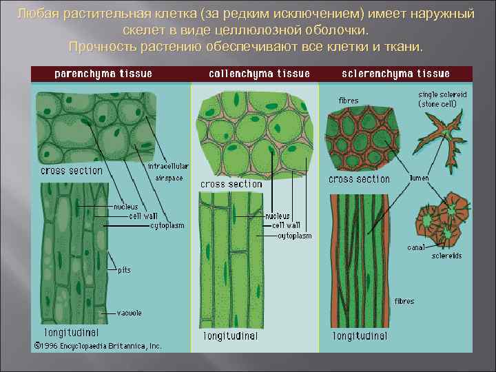 Любая растительная клетка (за редким исключением) имеет наружный скелет в виде целлюлозной оболочки. Прочность