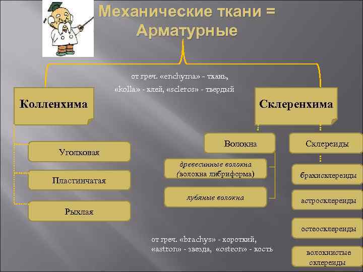 Механические ткани = Арматурные от греч. «enchyma» - ткань, «kolla» - клей, «scleros» -