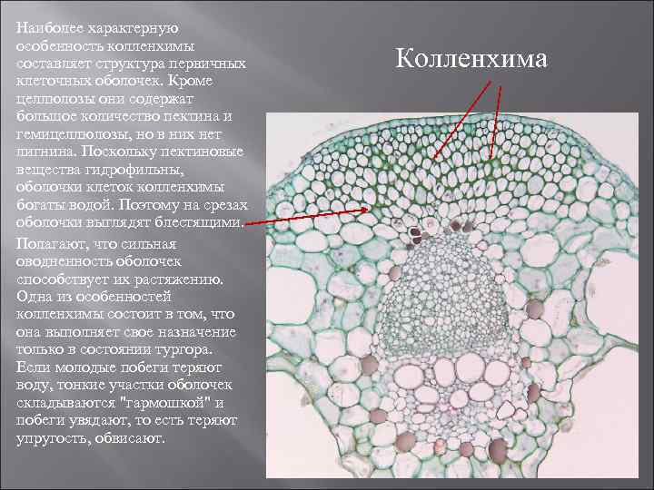 Наиболее характерную особенность колленхимы составляет структура первичных клеточных оболочек. Кроме целлюлозы они содержат большое