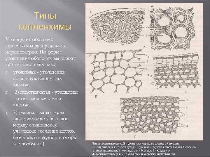 Типы колленхимы Утолщения оболочек колленхимы распределены неравномерно. По форме утолщения оболочек выделяют три типа