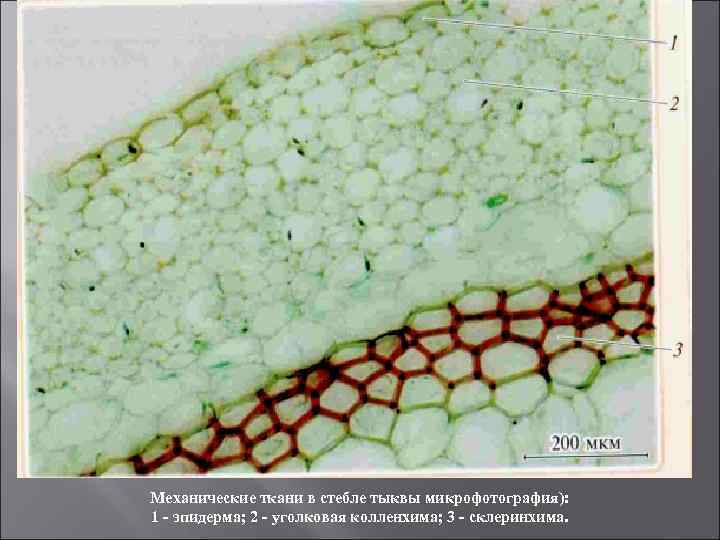 Механические ткани в стебле тыквы микрофотография): 1 - эпидерма; 2 - уголковая колленхима; 3
