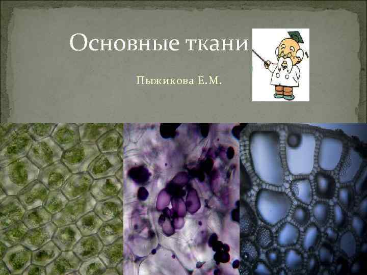 Основные ткани Пыжикова Е. М. 