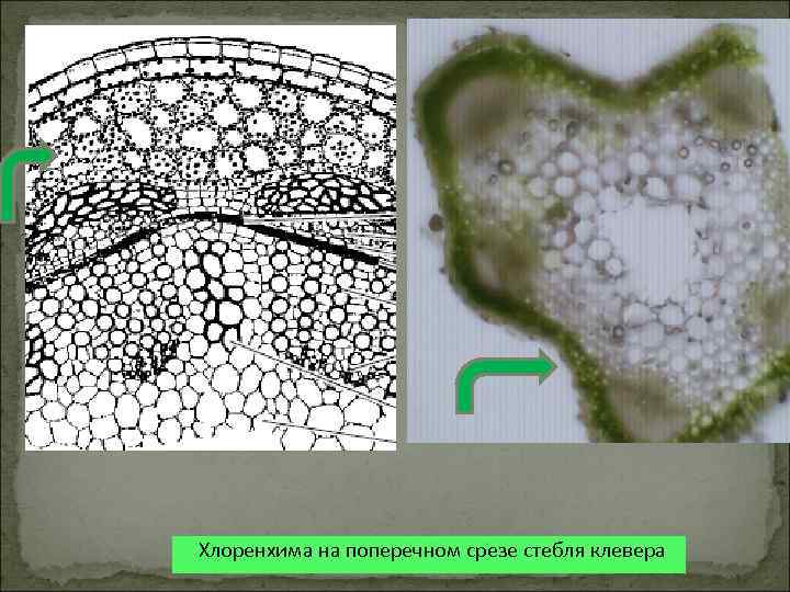 . Хлоренхима на поперечном срезе стебля клевера 