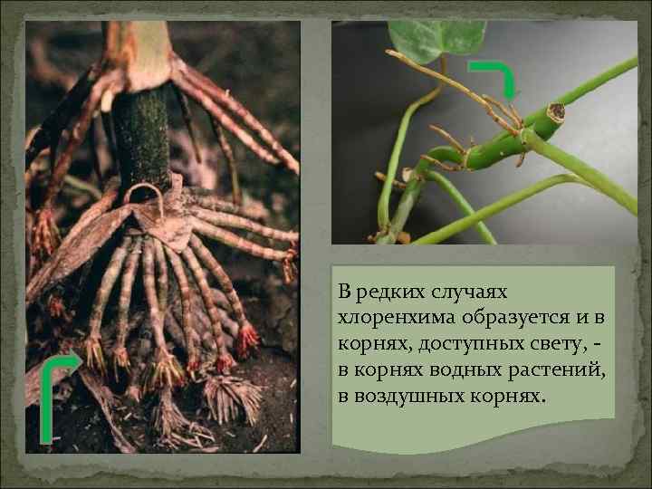 В редких случаях хлоренхима образуется и в корнях, доступных свету, в корнях водных растений,