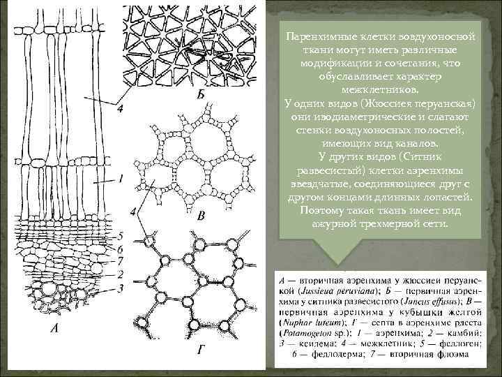 Паренхимные клетки воздухоносной ткани могут иметь различные модификации и сочетания, что обуславливает характер межклетников.