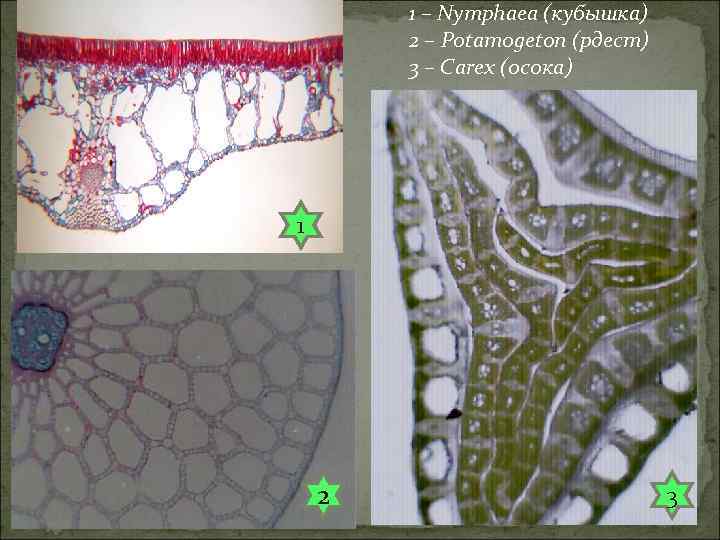 1 – Nymphaea (кубышка) 2 – Potamogeton (рдест) 3 – Carex (0 сока) 1