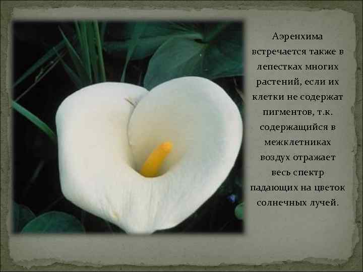 Аэренхима встречается также в лепестках многих растений, если их клетки не содержат пигментов, т.