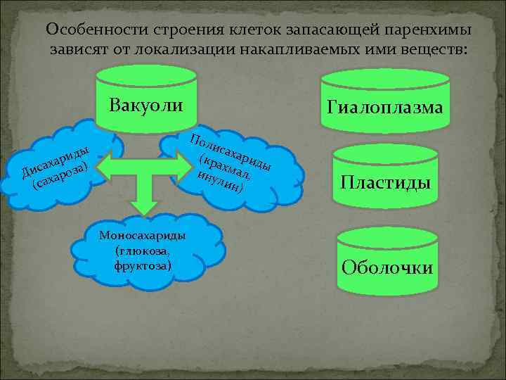 Особенности строения клеток запасающей паренхимы зависят от локализации накапливаемых ими веществ: Вакуоли Гиалоплазма Пол