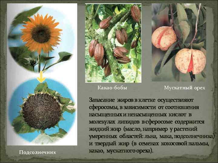 Какао-бобы Подсолнечник Мускатный орех Запасание жиров в клетке осуществляют сферосомы, в зависимости от соотношения