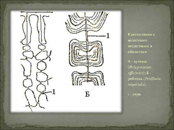 Клетки семян с запасными веществами в оболочках: А - купены (Polygonatum officinale); Б рябчика