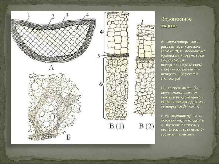 Водоносные ткани: А - схема поперечного разреза через лист алоэ (Aloe vera); Б -