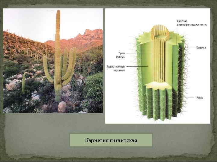 Карнегия гигантская 