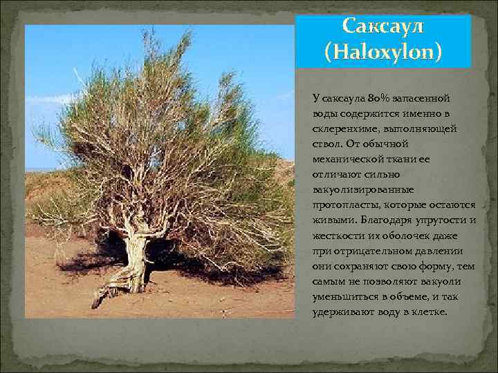 Саксаул (Haloxylon) У саксаула 80% запасенной воды содержится именно в склеренхиме, выполняющей ствол. От