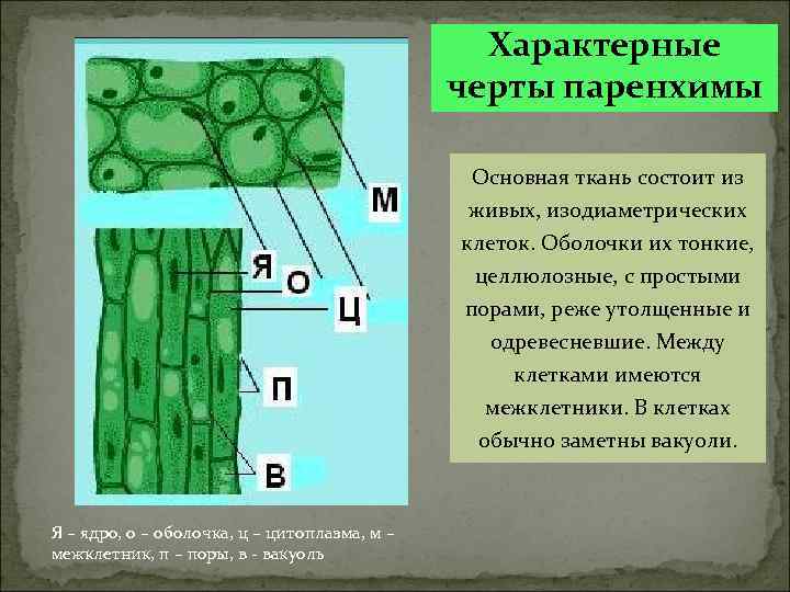 Характерные черты паренхимы Основная ткань состоит из живых, изодиаметрических клеток. Оболочки их тонкие, целлюлозные,