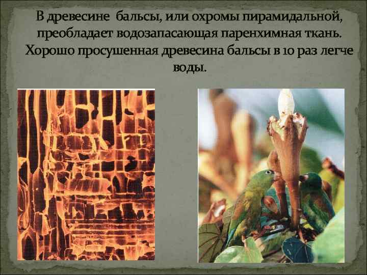 В древесине бальсы, или охромы пирамидальной, преобладает водозапасающая паренхимная ткань. Хорошо просушенная древесина бальсы