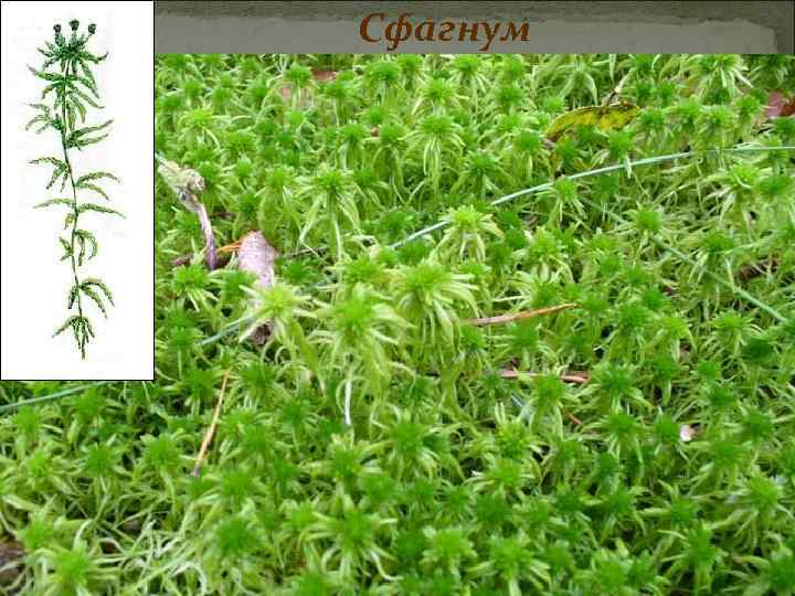 Сфагнум 