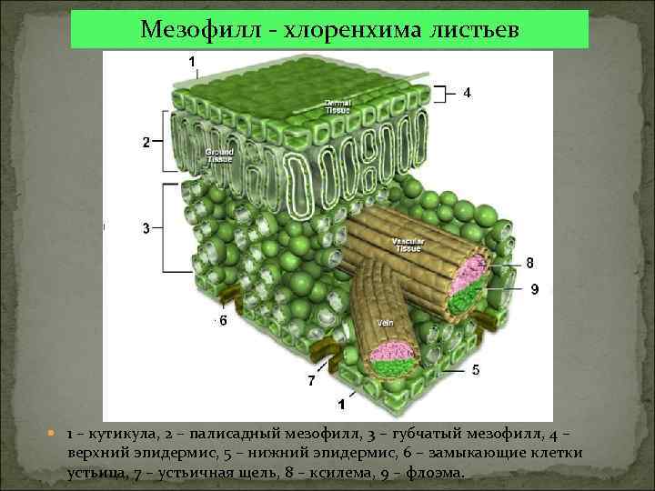 Мезофилл - хлоренхима листьев 1 – кутикула, 2 – палисадный мезофилл, 3 – губчатый
