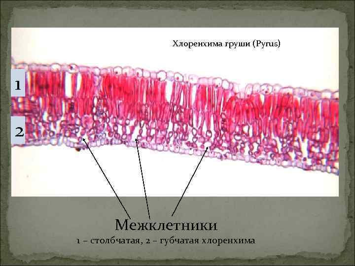 Хлоренхима груши (Pyrus) 1 2 Межклетники 1 – столбчатая, 2 – губчатая хлоренхима 