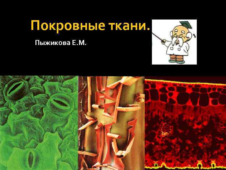 Покровные ткани. Пыжикова Е. М. 