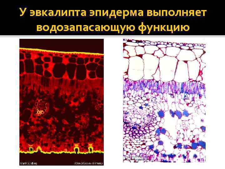 У эвкалипта эпидерма выполняет водозапасающую функцию 
