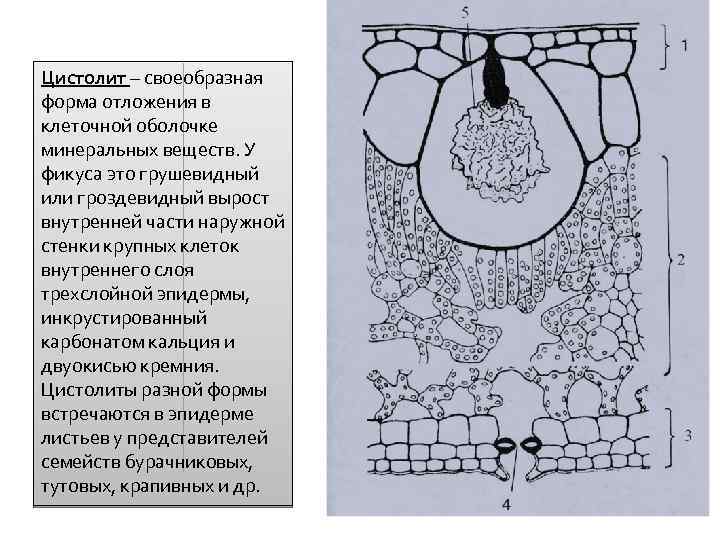 Цистолит – своеобразная форма отложения в клеточной оболочке минеральных веществ. У фикуса это грушевидный